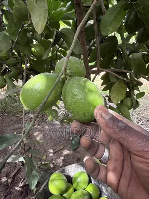 Citron Vert
