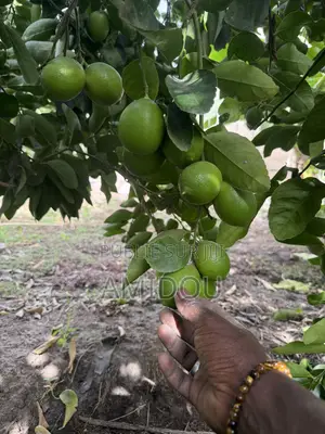 Citron Vert