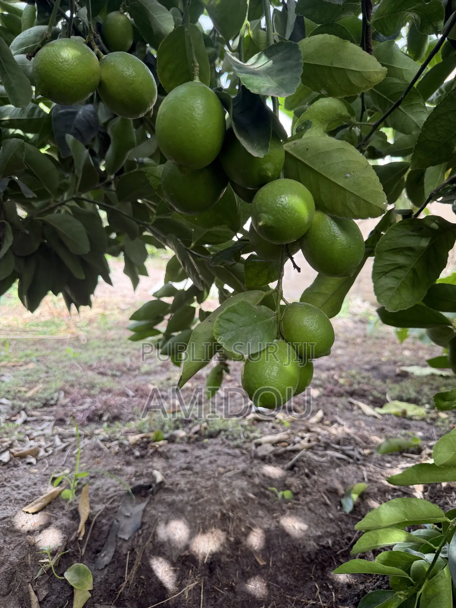 Citron Vert