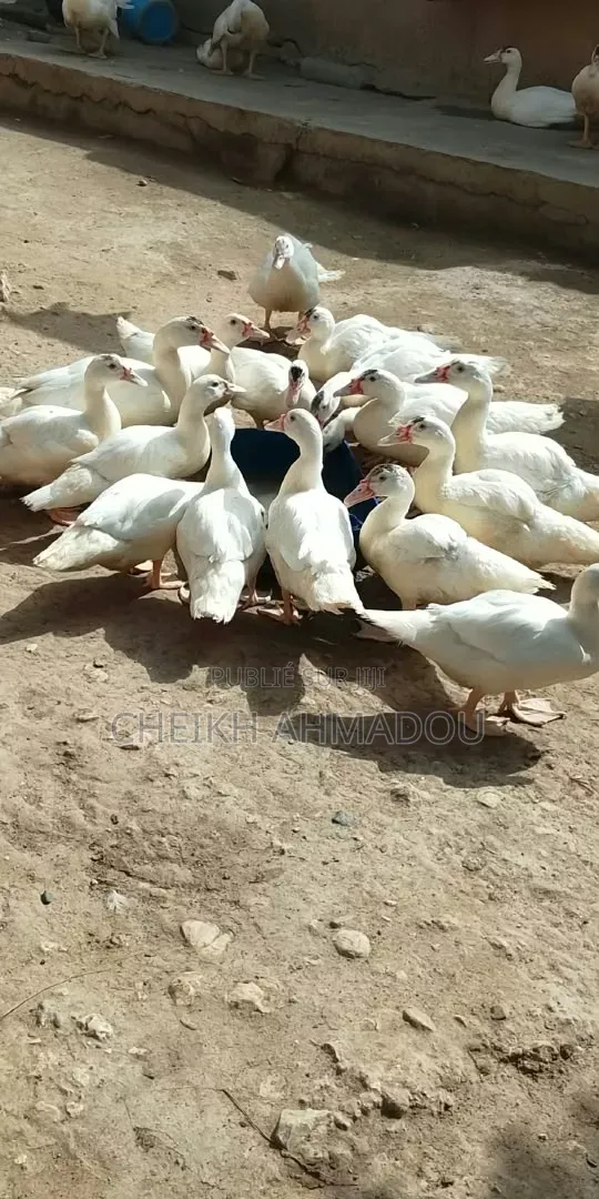 Canard Sur Pied