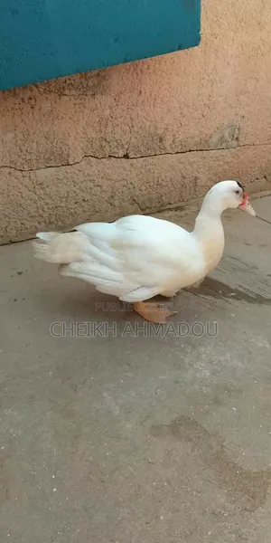 Canard Sur Pied
