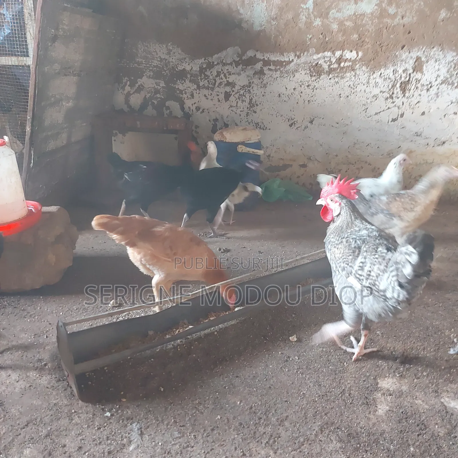 Je Peut Vendre Des Animaux De Ferme Local Prodruit Par Moi Même