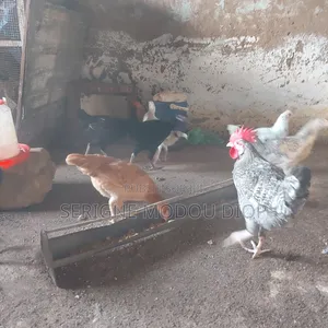 Je Peut Vendre Des Animaux De Ferme Local Prodruit Par Moi Même