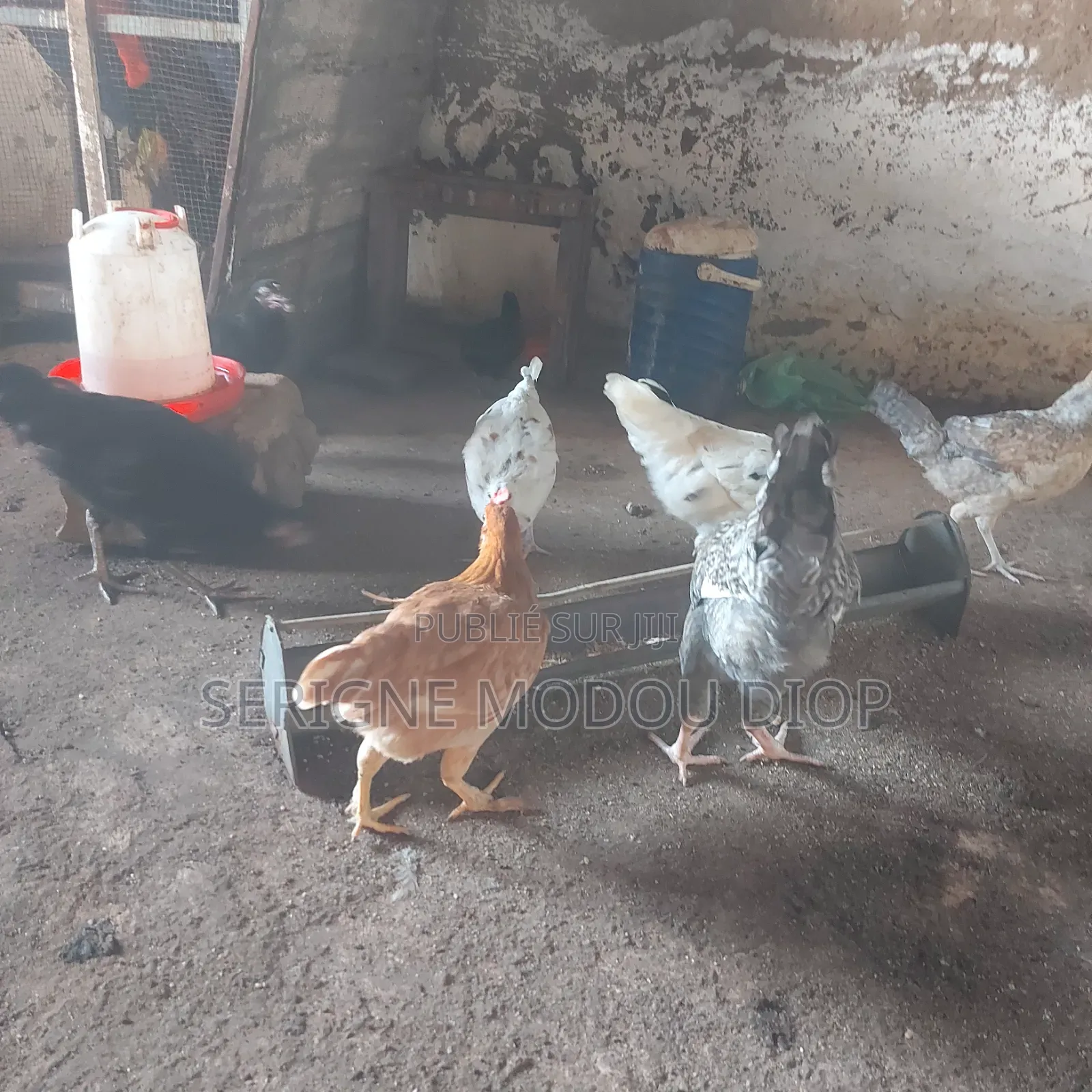 Je Peut Vendre Des Animaux De Ferme Local Prodruit Par Moi Même