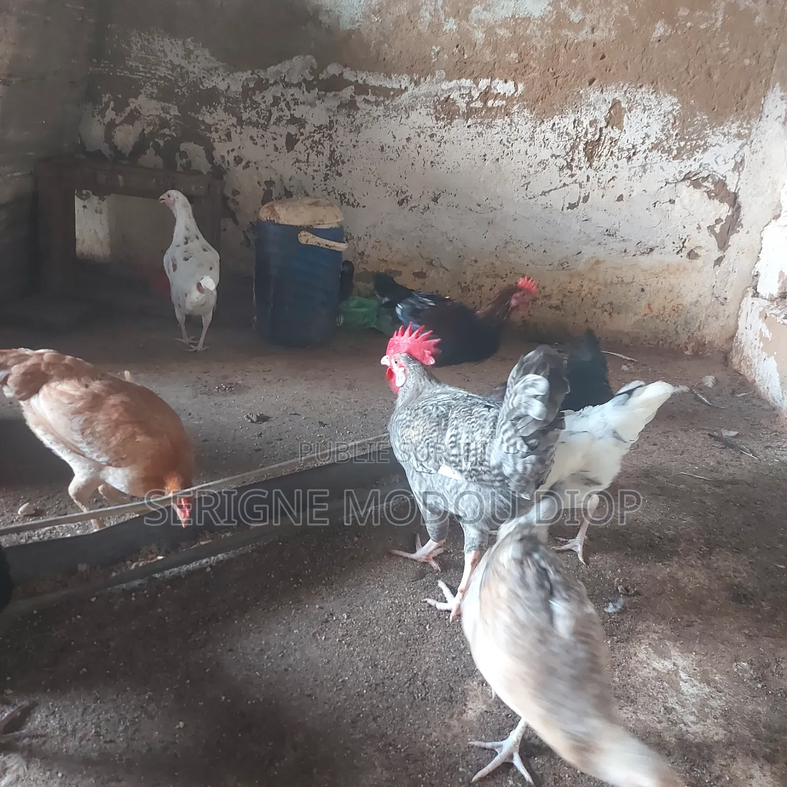 Je Peut Vendre Des Animaux De Ferme Local Prodruit Par Moi Même