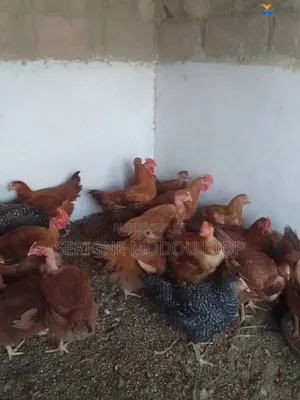 Je Peut Vendre Des Animaux De Ferme Local Prodruit Par Moi Même