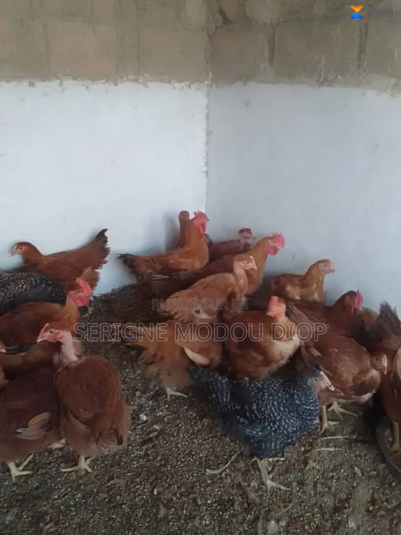 Je Peut Vendre Des Animaux De Ferme Local Prodruit Par Moi Même