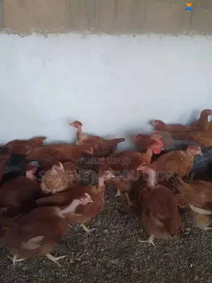 Je Peut Vendre Des Animaux De Ferme Local Prodruit Par Moi Même