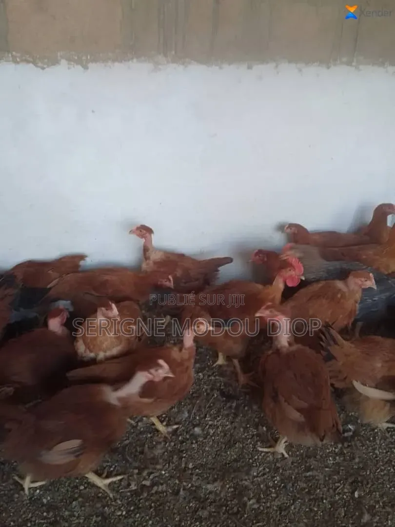 Je Peut Vendre Des Animaux De Ferme Local Prodruit Par Moi Même