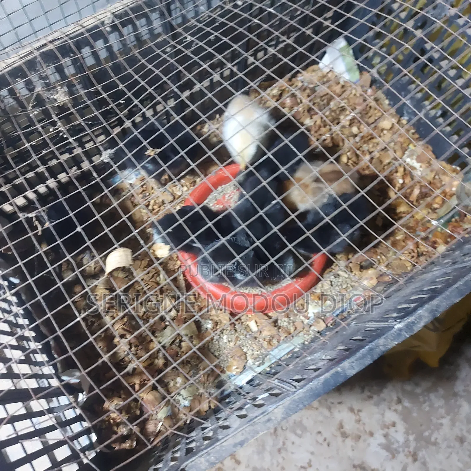 Je Peut Vendre Des Animaux De Ferme Local Prodruit Par Moi Même
