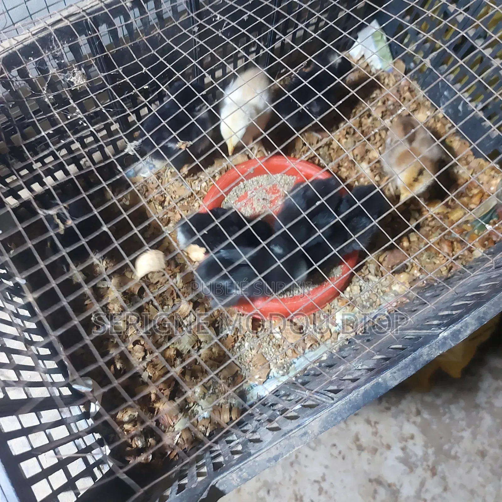 Je Peut Vendre Des Animaux De Ferme Local Prodruit Par Moi Même