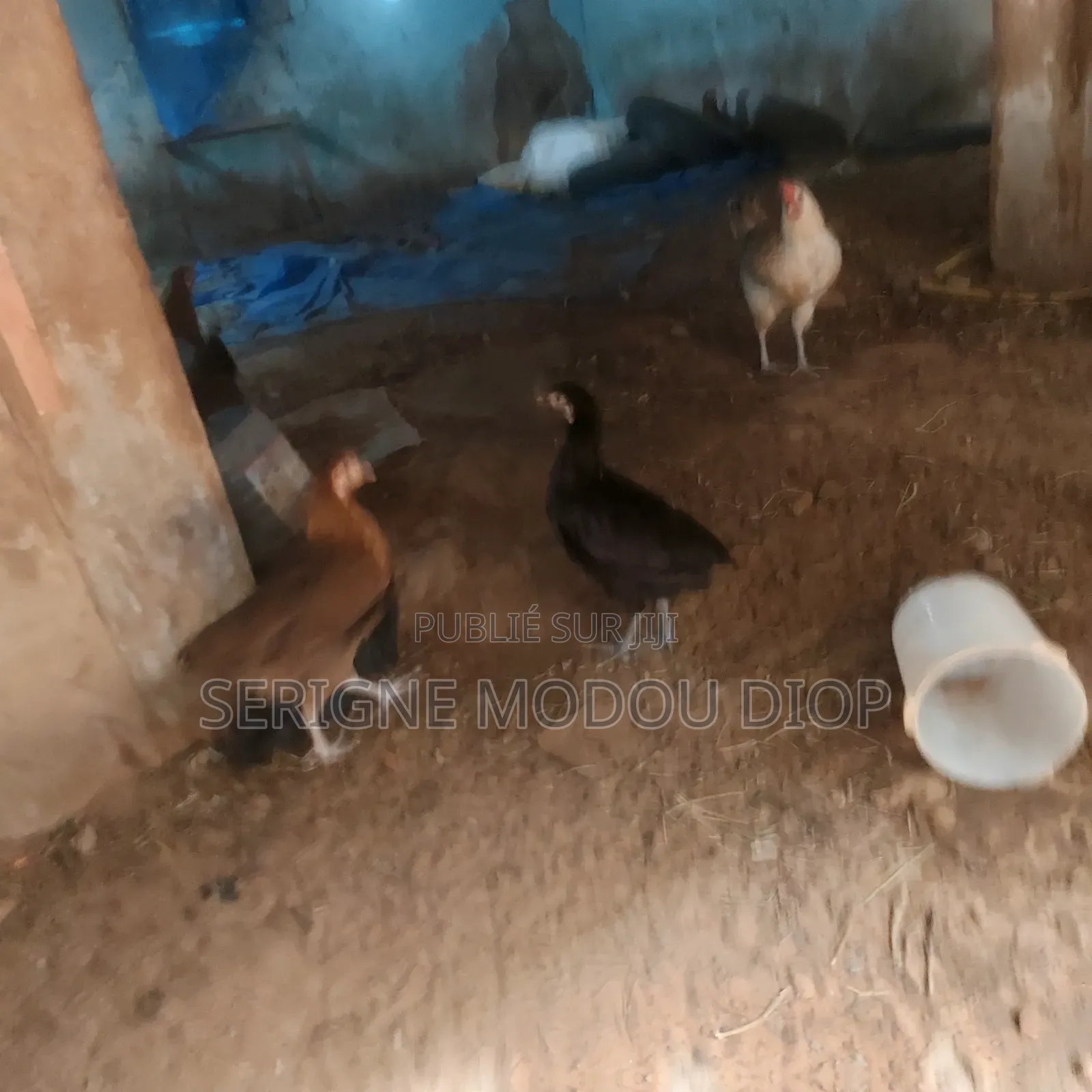 Je Peut Vendre Des Animaux De Ferme Local Prodruit Par Moi Même