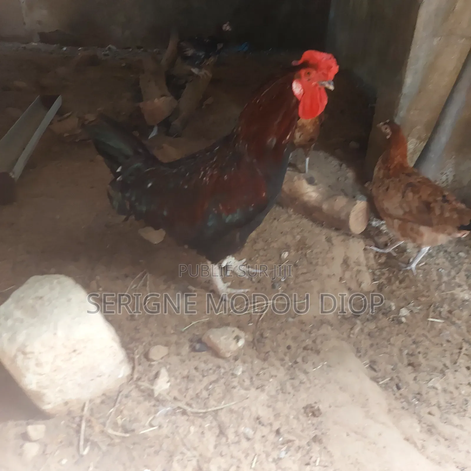 Je Peut Vendre Des Animaux De Ferme Local Prodruit Par Moi Même