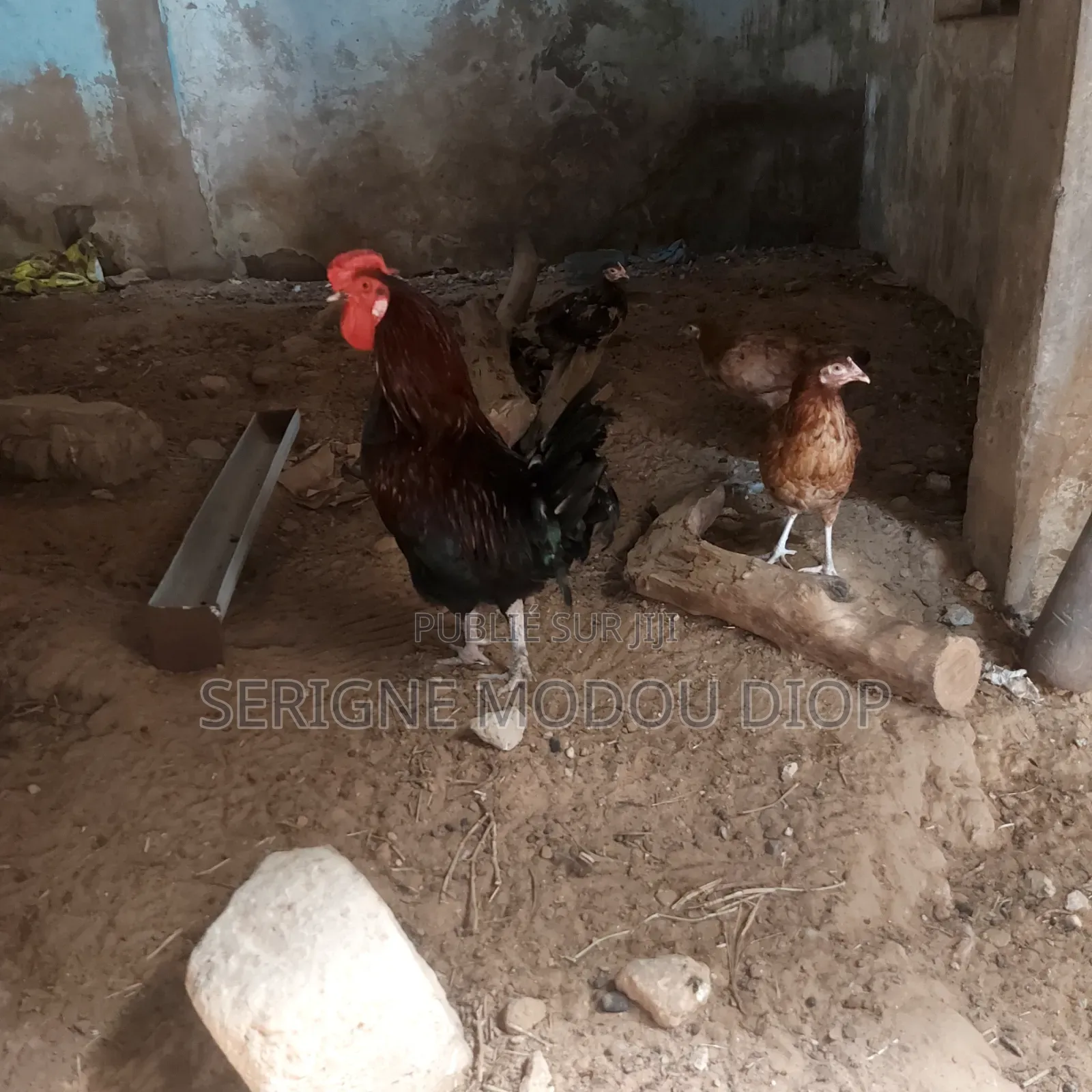 Je Peut Vendre Des Animaux De Ferme Local Prodruit Par Moi Même