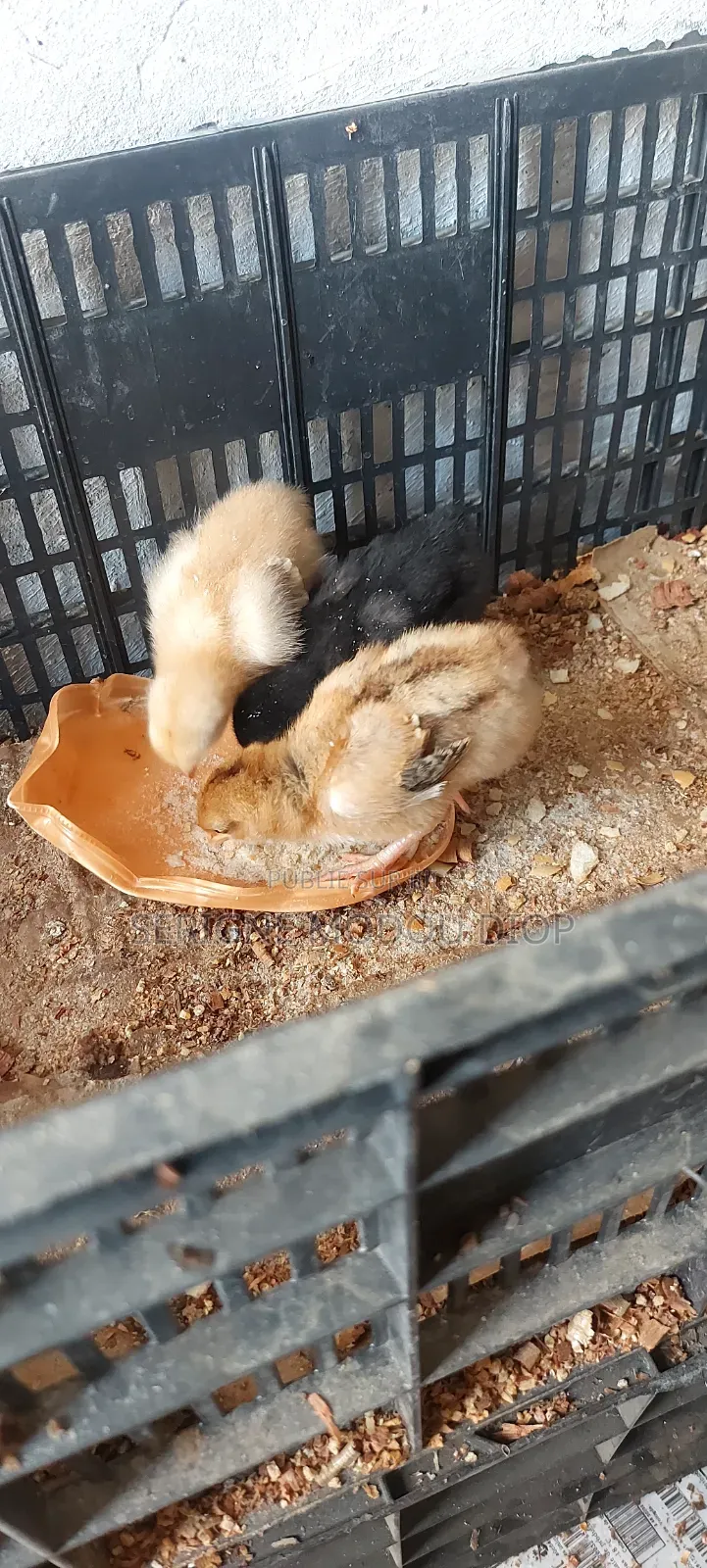 Je Peut Vendre Des Animaux De Ferme Local Prodruit Par Moi Même