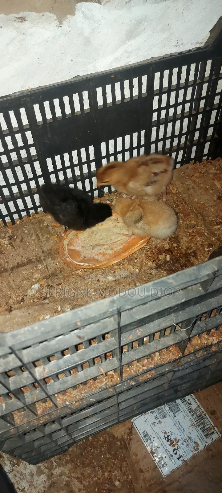 Je Peut Vendre Des Animaux De Ferme Local Prodruit Par Moi Même