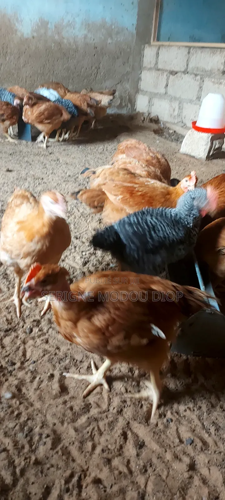 Je Peut Vendre Des Animaux De Ferme Local Prodruit Par Moi Même