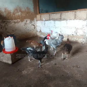 Je Vend Des Poulet Local Difficile a Elever