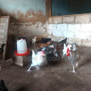 Je Vend Des Poulet Local Difficile a Elever