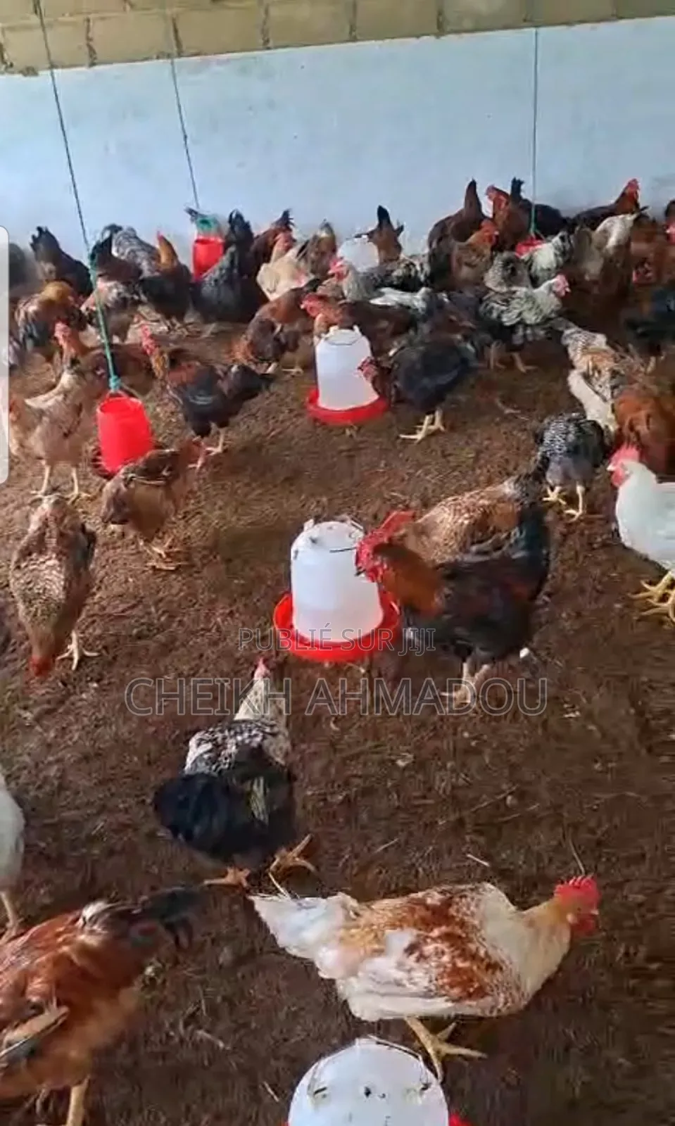 Poulet Goliath Sur Pied