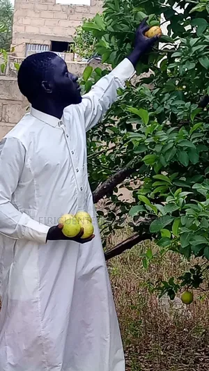 Limon Gros Grain