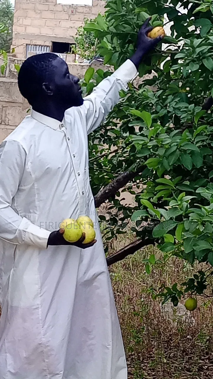 Limon Gros Grain