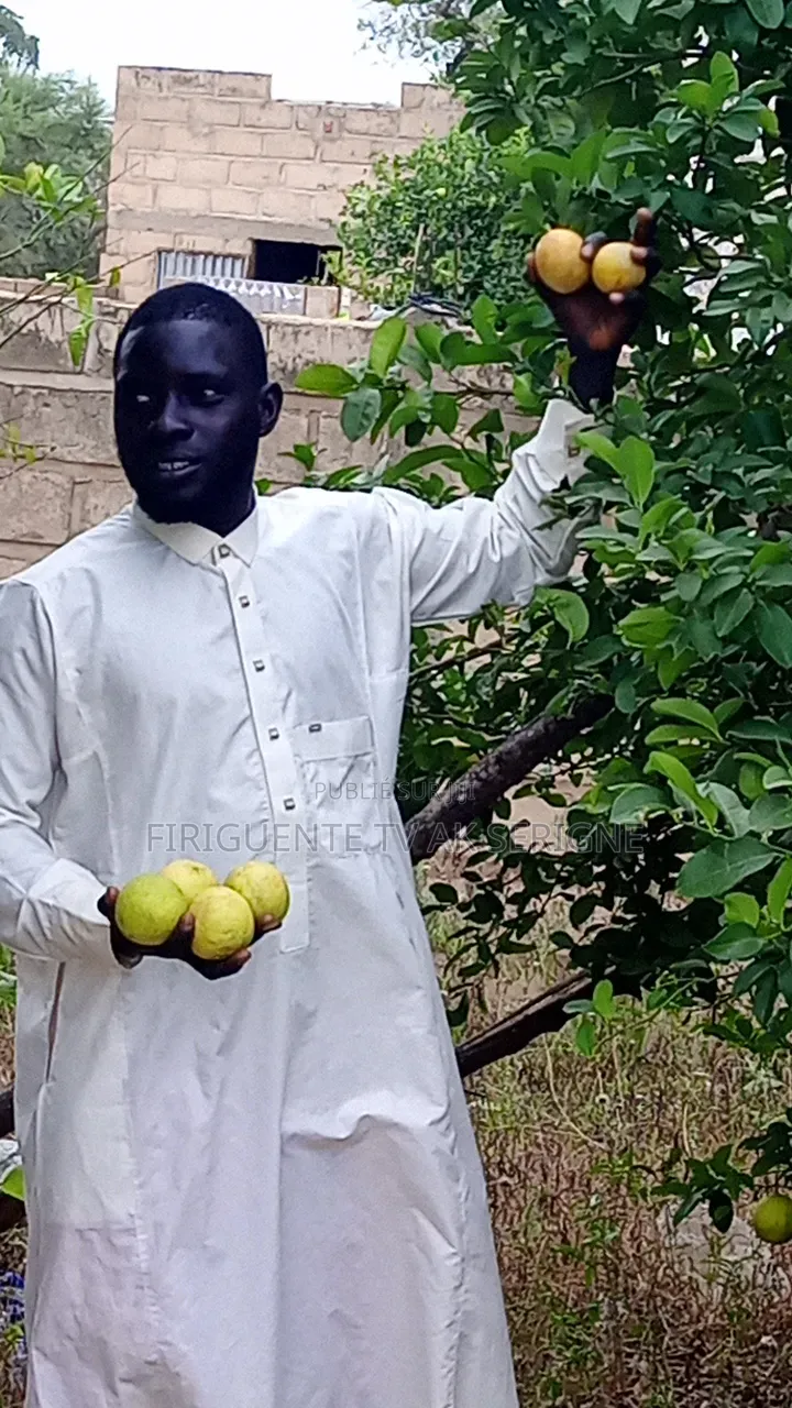 Limon Gros Grain