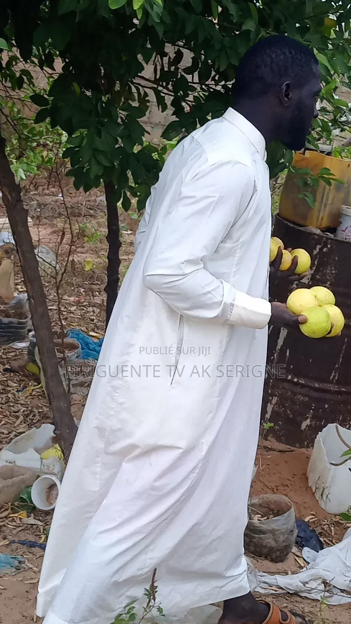 Limon Gros Grain