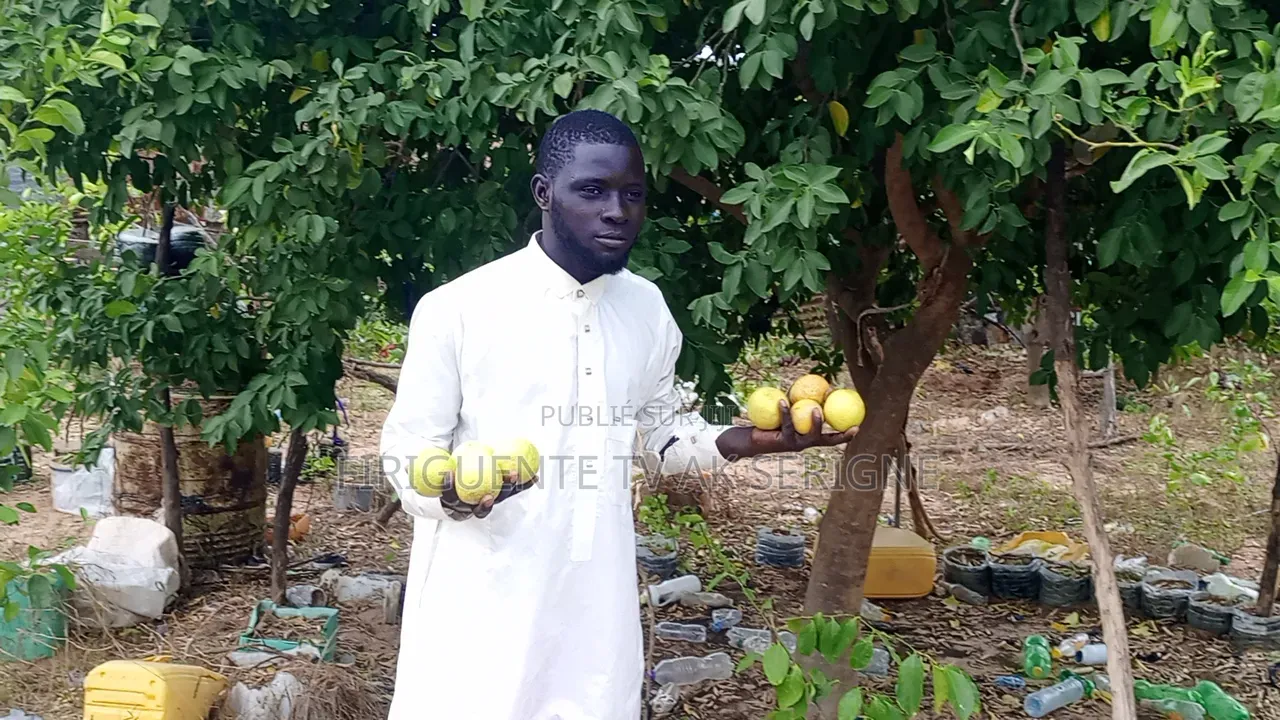 Limon Gros Grain