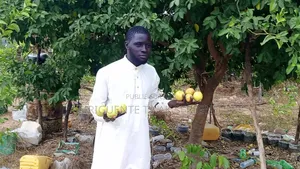 Limon Gros Grain