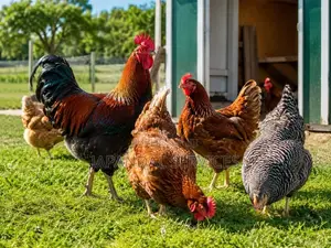 Poulet Goliath