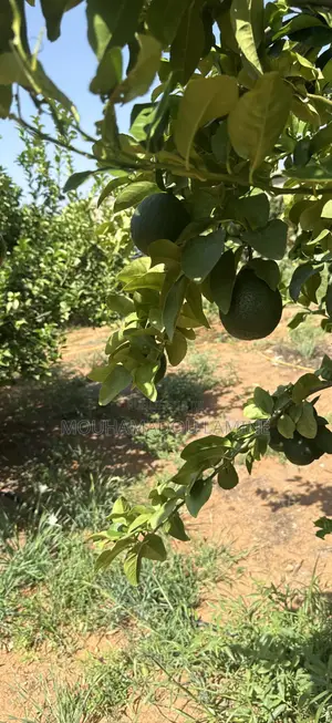 Citron Lime De Tahiti Et Volcan