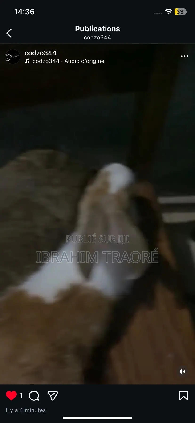 Lapin Angora Femelle