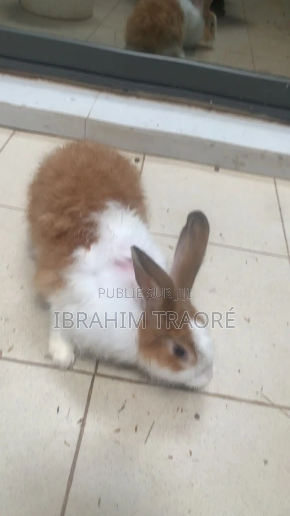 Lapin Angora Femelle