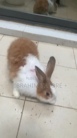 Lapin Angora Femelle