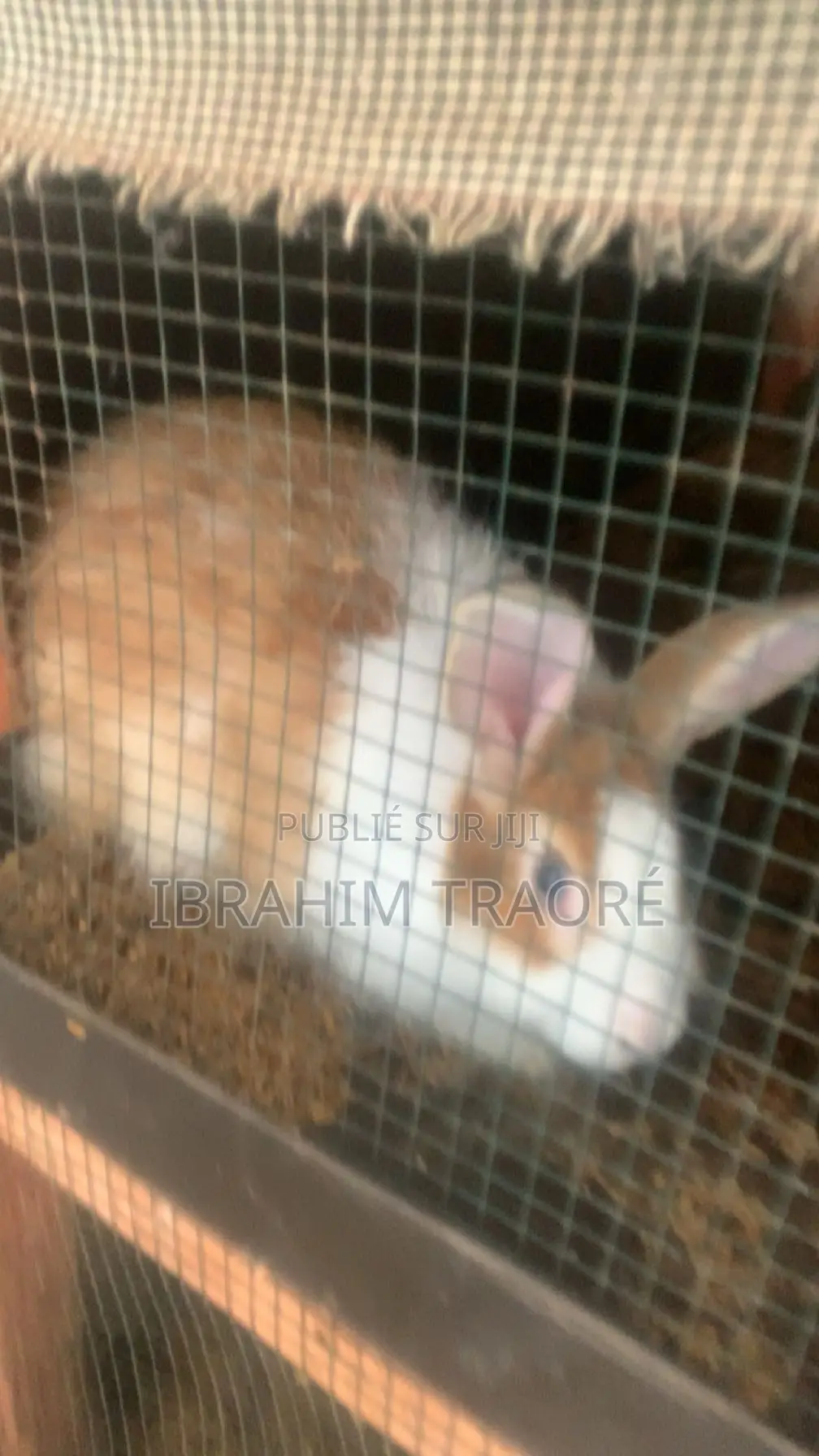 Lapin Angora Femelle