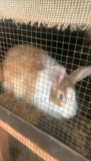 Lapin Angora Femelle