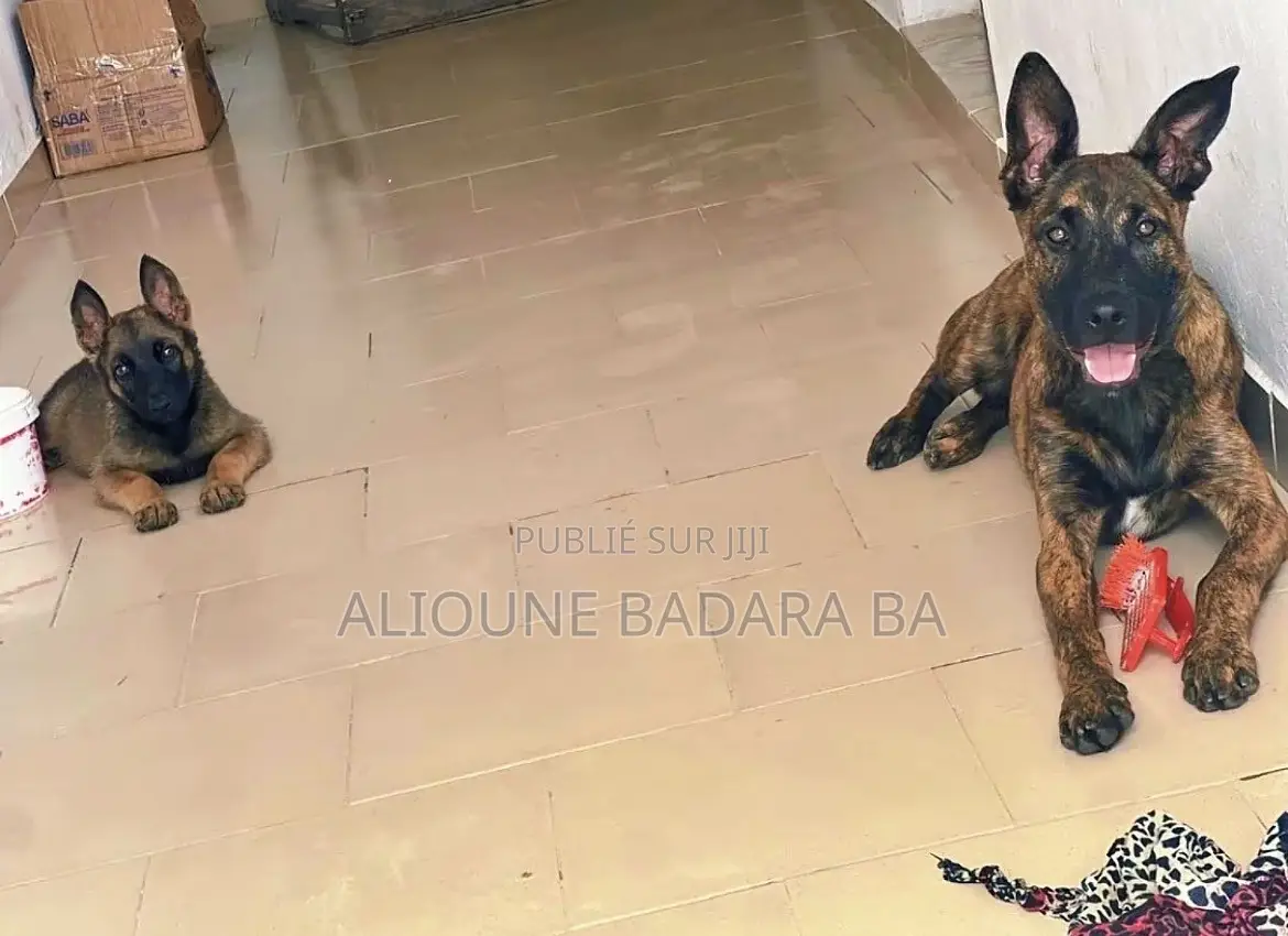 1-3 mois Homme Pure race Belgian Malinois
