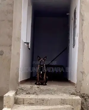 1-3 mois Homme Pure race Belgian Malinois