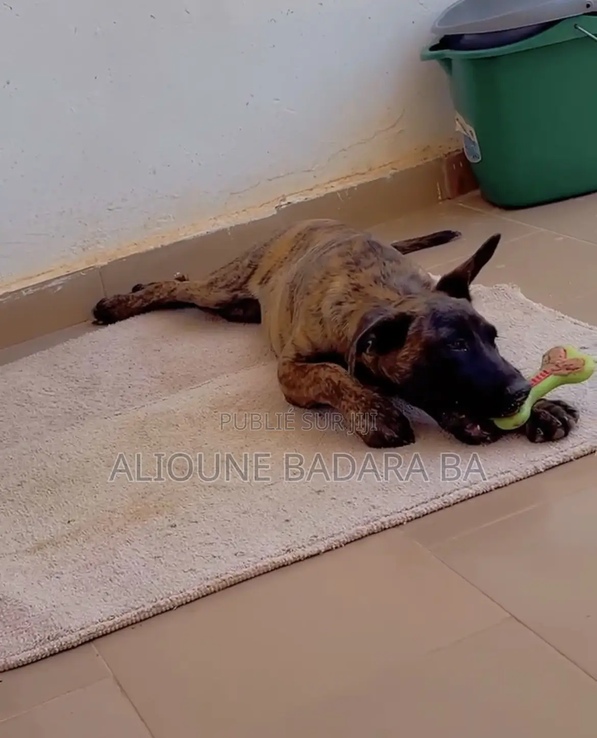 1-3 mois Homme Pure race Belgian Malinois