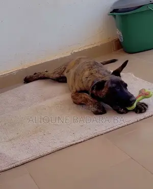 1-3 mois Homme Pure race Belgian Malinois