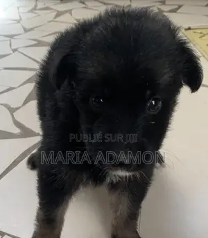 1-3 mois Homme Pure race German Shepherd