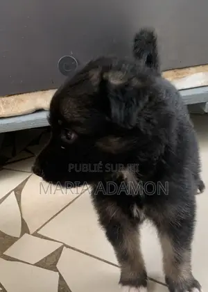 1-3 mois Homme Pure race German Shepherd