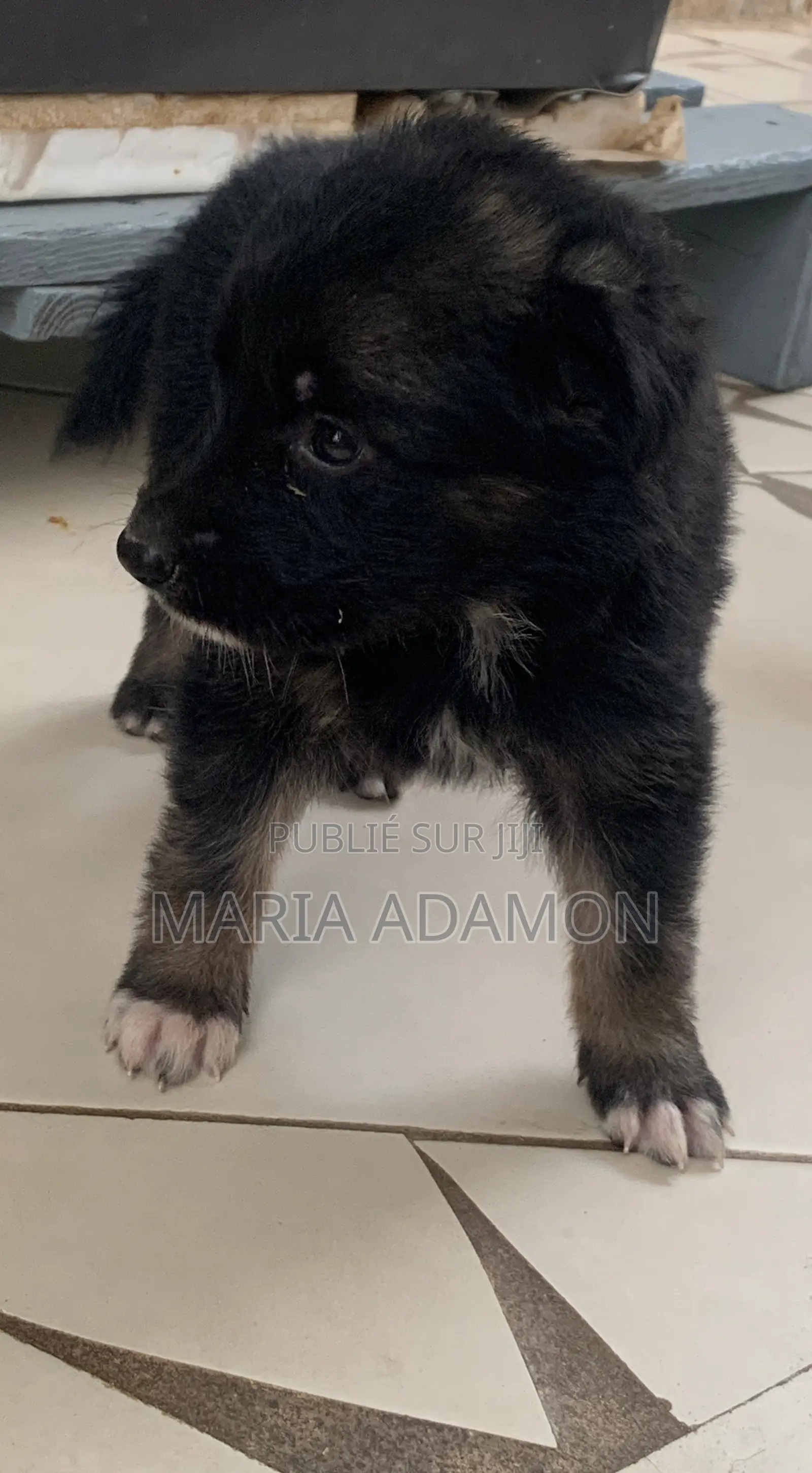 1-3 mois Homme Pure race German Shepherd