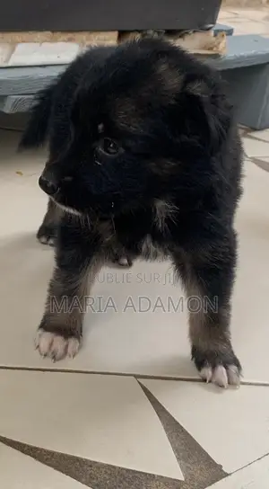 1-3 mois Homme Pure race German Shepherd