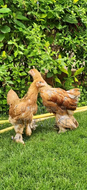 Brahma De 2 Mois