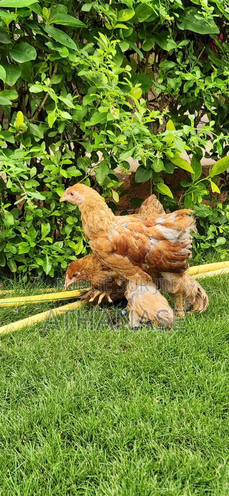 Brahma De 2 Mois