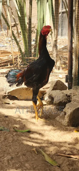 Poussins Combattant Malais 2 À 3 Semaines