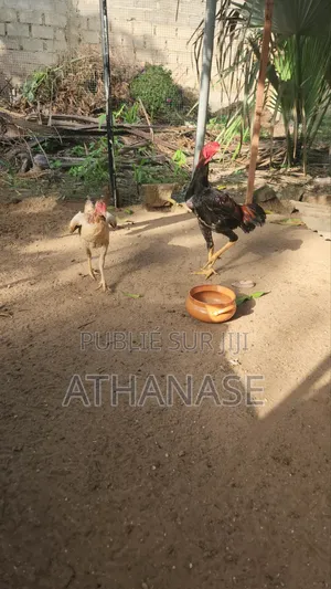 Poussins Combattant Malais 2 À 3 Semaines