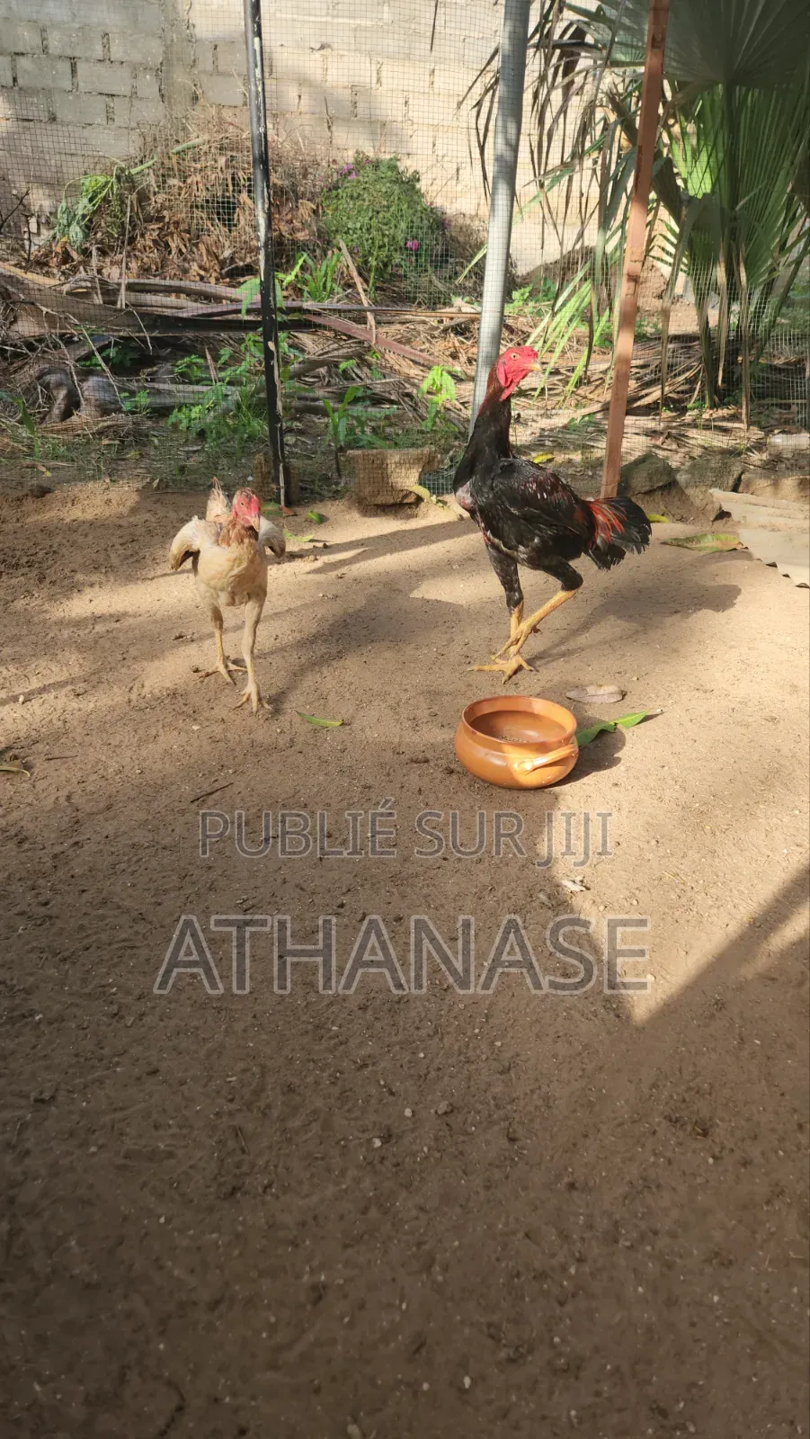 Poussins Combattant Malais 2 À 3 Semaines